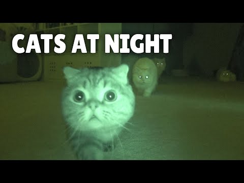 What Do Cats Do at Night? | Kittisaurus