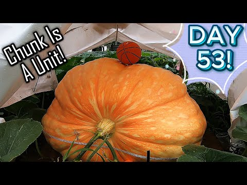 Growing Giant Pumpkins Update! ( Aug 12th )! Chunk Is A UNIT At Day53!!!