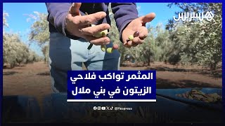 من أجل مردودية أفضل.. مبادرة المثمر تواكب فلاحي الزيتون في بني ملال thumbnail