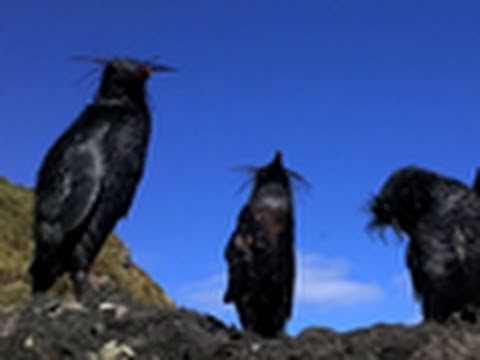 Endangered Penguins Caught in Oil Spill | National Geographic