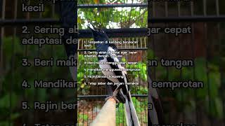 Download lagu Cara menjinakan kacer muda hutan, semoga bermanfaat #shorts mp3 Download lagu Cara menjinakan kacer muda hutan, semoga bermanfaat #shorts mp3