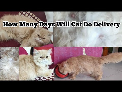 Cat Pregnancy Symptoms Or After Cat Mating, How Many Days Do Kittens Deliver?