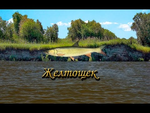 Русская Рыбалка 3.9 Желтощек