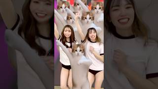 ちぴちぴちゃぱちゃぱ??? #catmeme  #catdance #chipichipichapachapadubidubidabadaba #猫ミーム #猫 #ダンス