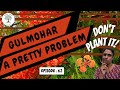 The Gulmohar Tree Popular But Problematic