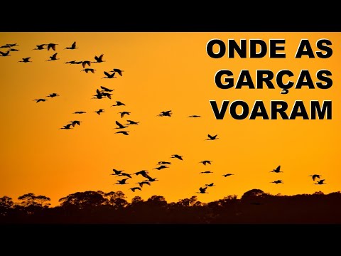 Contos do Campo Missionário #14 - Onde as garças voaram | Ronaldo Lidório