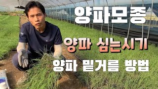 양파모종 몽땅 잘라주었더니.양파심는시기 앙파 마늘 밑거름으로 좋은것
