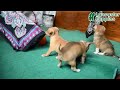 Mixed Breed dogs for sale: Peanut  - Video 1