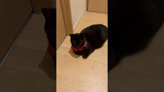 地面に落ちている黒猫