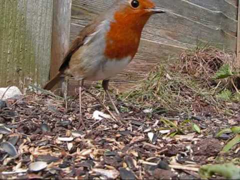 Garden Birds feeding (spring)