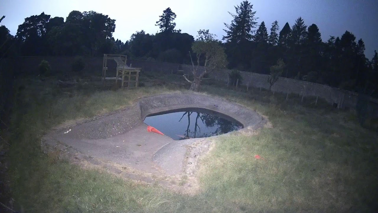 Live webcam view of Camperdown Wildlife Centre Bear Cam