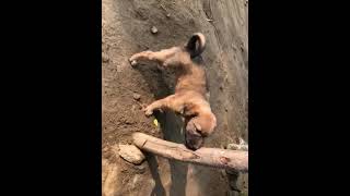 Abruzzenhund Puppies Videos