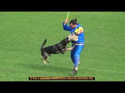 IGP C-Protection part 4 Attack on the dog out of motion Highlights of 2019 WUSV IGP WM