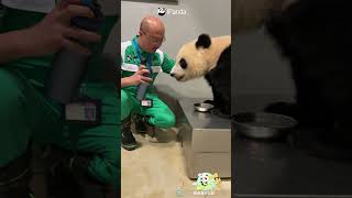 I Can Drink It In One Go! Bottom Up, Please! | iPanda #shorts #HKPanda