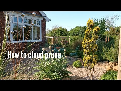 How to cloud prune, using an unusual garden shrub