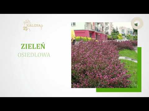 Zobacz filmy, Firma Usługowo - Ogrodnicza "Kalina" Halina Samborska, Elbląg