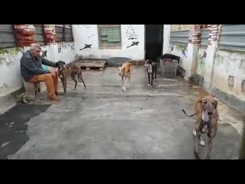 Hava, Perico, Finn, Gaia e Gladys nel Paddock