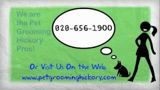 preview picture of video 'Pet Grooming Hickory NC | 828-656-1900'