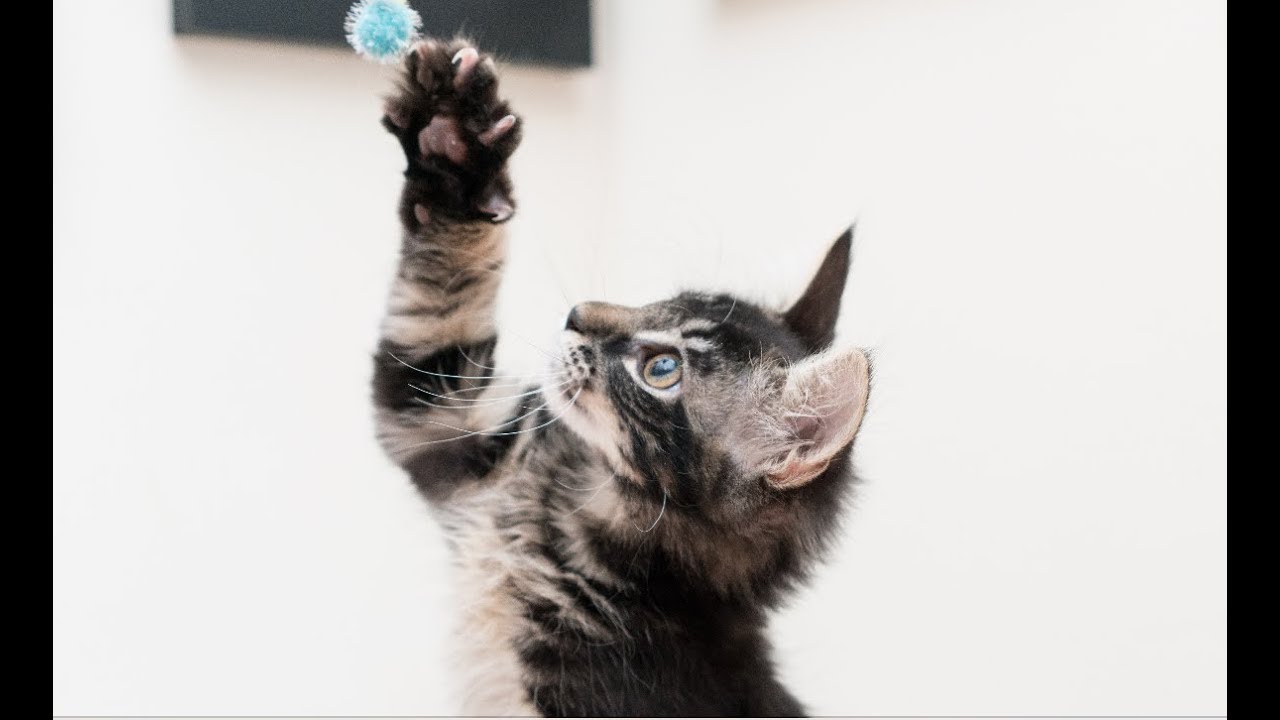 YouTube video preview