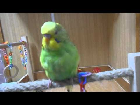 Matýsek, můj mazlíček