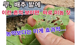 무, 배추 밭에 이런 흔적 보이면, 바로 이놈 짓. 농약보다는 이게 효과적...(무, 배추 병충해 방제, 자…
