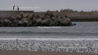 春の斜里港