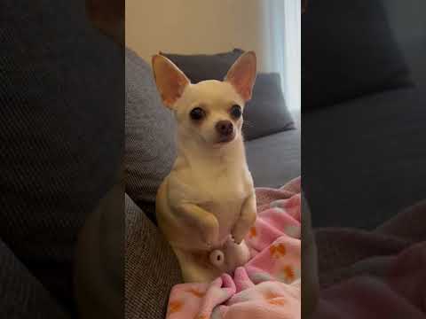 Unbelievable Puppy Tricks You Have To See #trashygas #gio #chihuahua