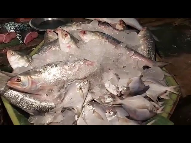 পদ্মার ইলিশ পৌঁছেছে রাজ্যে, কিন্তু সাধ আর সাধ্যে ফারাক কতটা? মানিকতলা মাছ বাজার থেকে সরাসরি