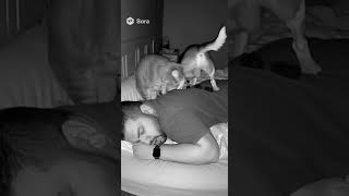 Download lagu They pooped on me while i slept💀 #viral #funny #dog #ytshorts #pets #poop mp3