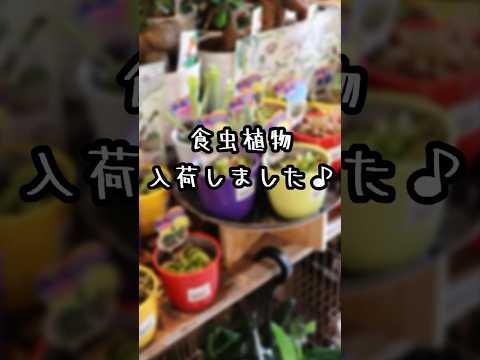 園芸 昆虫の写真を撮る