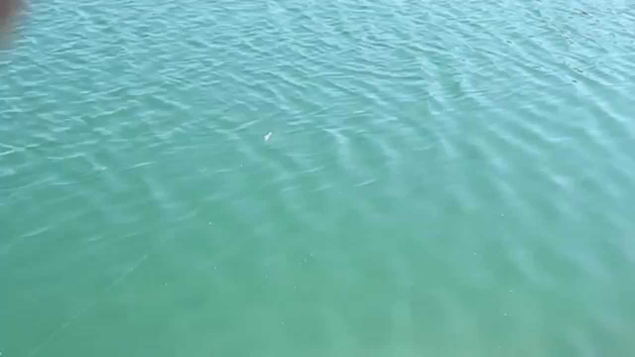 Воблер ZipBaits Rigge 90F купити в магазині fishingklad.com.ua ...