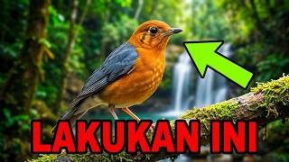 Download lagu Terapi Burung ANIS MERAH, Pancingan Anis Merah MACET Bunyi. mp3