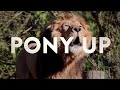 Pony Up - Donny McCaslin (Official Music Video)