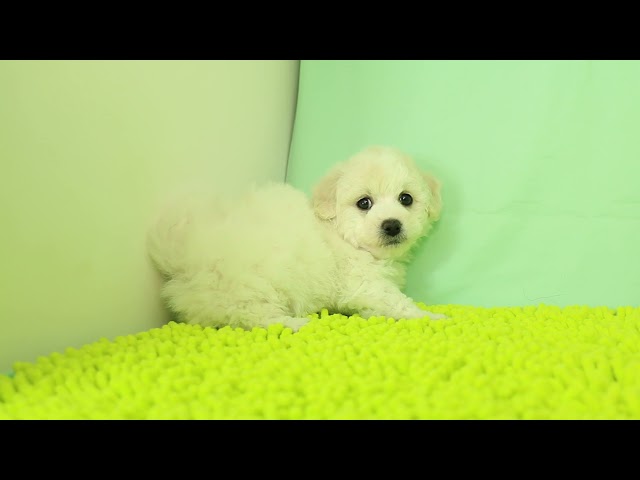 ブリーダー/ショップマロニエケンネル　MARRONNIER KENNELのビション・フリーゼで番号が2893です