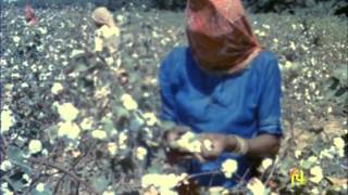 The Changing Environment (1975)