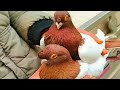 "Top 10 Most Beautiful Fancy Pigeons | Unique Breeds & Stunning Colors" Best Fancy Pigeon Farm