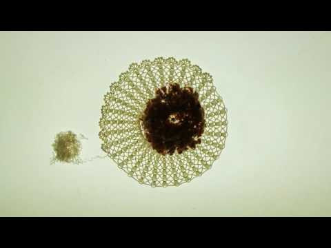 Radiovizija: Govori Radivoj Kašanin