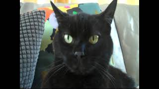 The Wolfgang Press - People Say