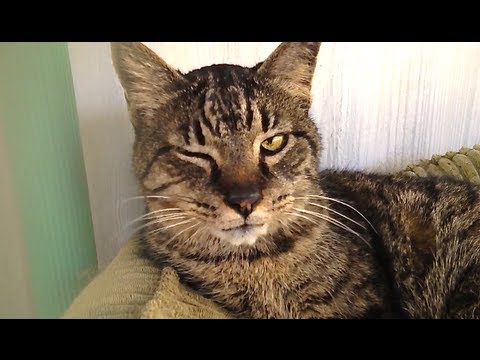 10 Reasons to Adopt a Senior Cat!