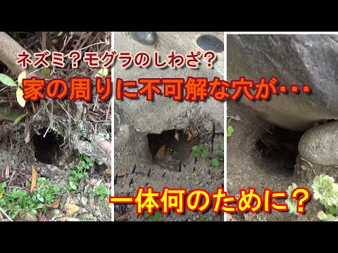 たぬきの穴園の見分け方