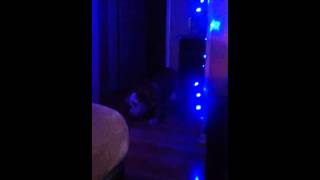 My bully afraid of the lights lol