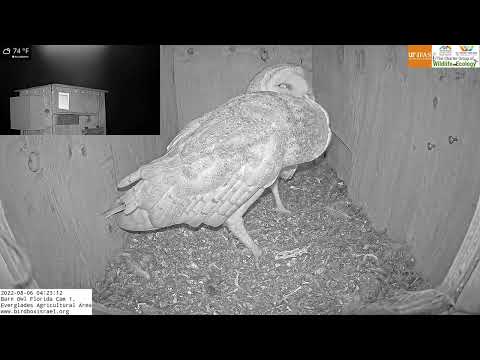 Cute: Female barn owl is very happy when the Male returns.