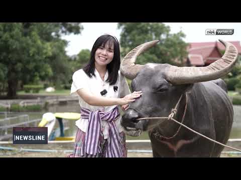 The Conservation Village for Thai Buffalo