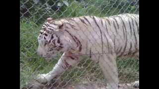 preview picture of video 'Papo El Tigre Blanco de Furesa'