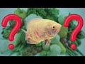 What VEGETABLES and FRUITS to feed Oscar Fish