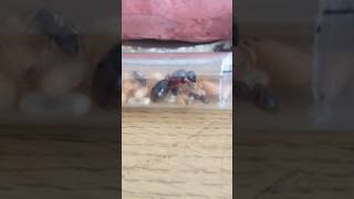 Brood boosted Camponotus herculeanus queen