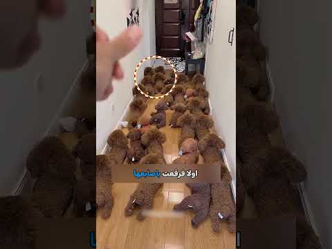 أغرب خطة للهروب من الاستحمام! 🐶🛁