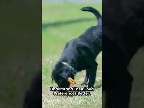 Understanding Your Dog's Food Preferences