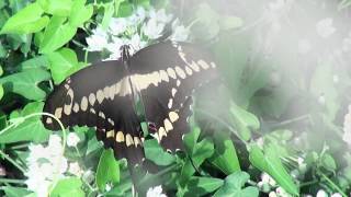 Pang Long - Two Butterflies (with lyrics)