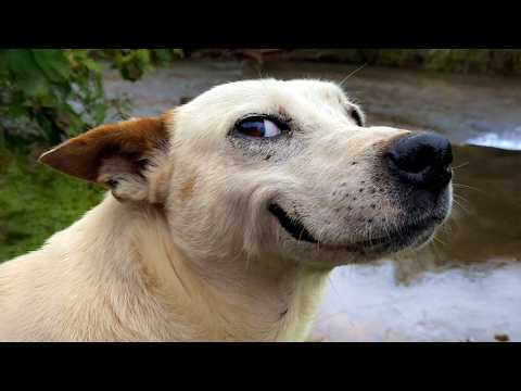 Une fois sur un milliard de moments drôles de chiens qui ont fait rire tout le monde 🤣funniest animal videos 2025